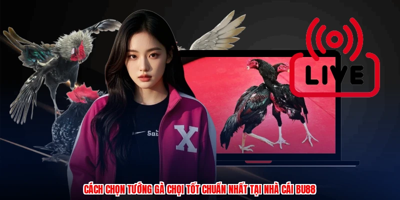 cach chon tuong ga choi tot chuan nhat tai nha cai bu88 1
